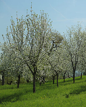 Ansicht der blühenden Apfelbäume im Schenkkellergarten beim Schloss Stainz.