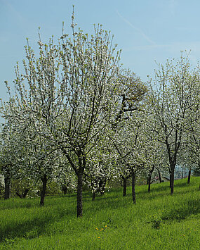 View of blossoming apple trees in Schenkkellergarten near Schloss Stainz.