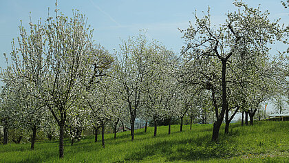 View of blossoming apple trees in Schenkkellergarten near Schloss Stainz.