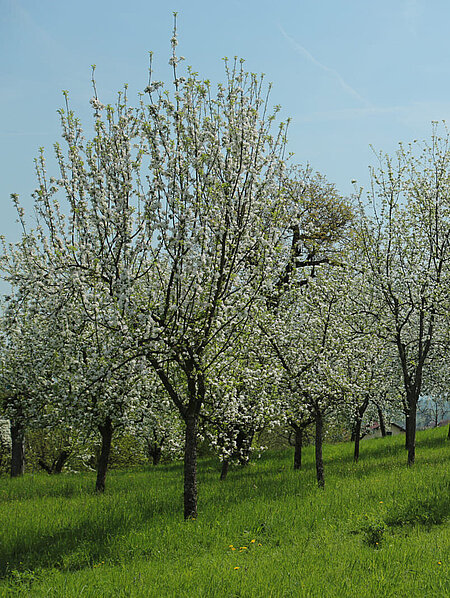 View of blossoming apple trees in Schenkkellergarten near Schloss Stainz.