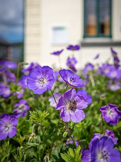 Geranium in bloom.