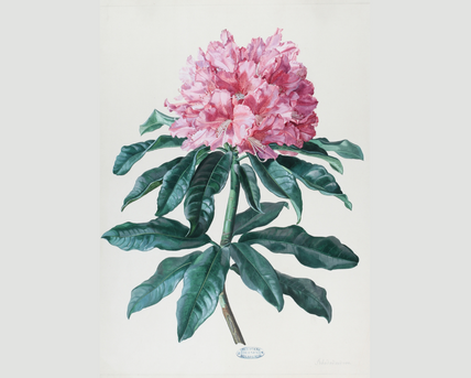 Analytical Beauty & Flower Sex