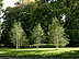 There are 3 small birch trees next to the entrance to the park. They rotate at regular intervals and seem to dance with each other. 