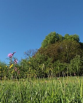 View of a flower meadow in bloom in the Schenkkellergarten near Schloss Stainz.