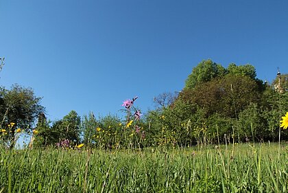 View of a flower meadow in bloom in the Schenkkellergarten near Schloss Stainz.