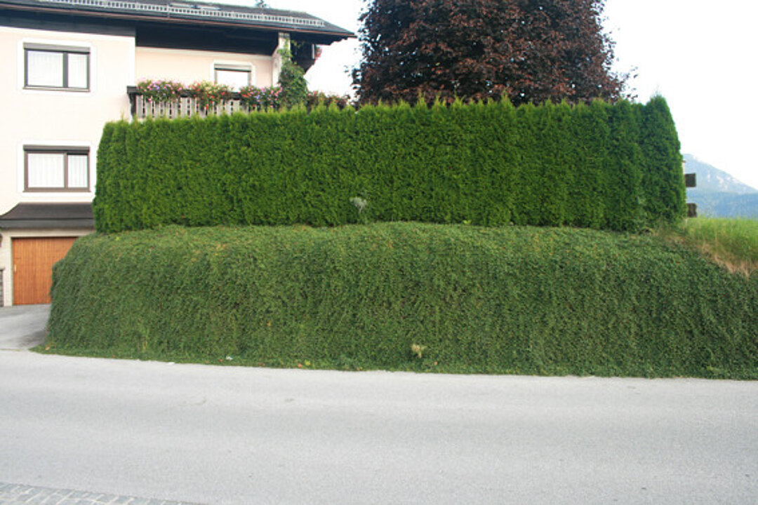 Foto von einer grünen zwei-geteilten sehr hohen Hecke. Links hinten im Bild sieht man einen Teil eines Hauses.