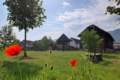 Poppies in bloom, in the background a horse engine in the park.