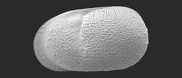 Biogeography, ecology and taxonomy of the Neotropical ostracod Cytheridella