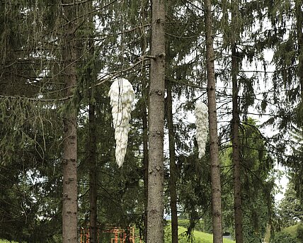 The work consists of oversized white cones made of absorbent cotton hanging high in the branches.