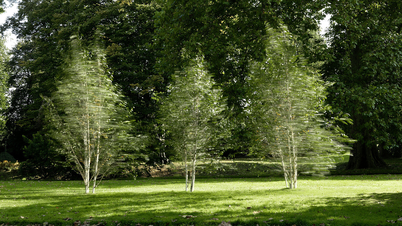 There are 3 small birch trees next to the entrance to the park. They rotate at regular intervals and seem to dance with each other. 