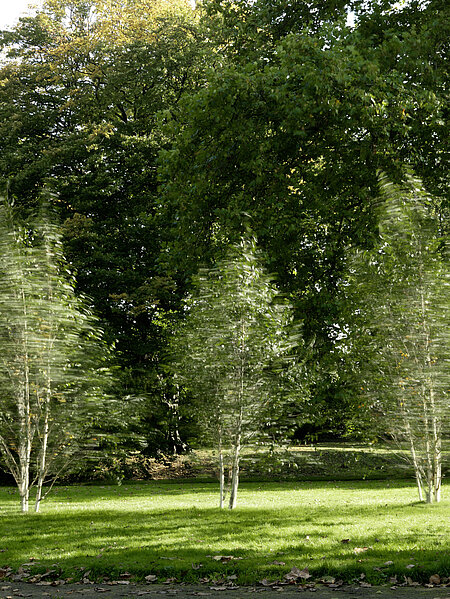 There are 3 small birch trees next to the entrance to the park. They rotate at regular intervals and seem to dance with each other. 