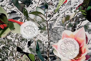 Rundgang: 30% Löwenzahn