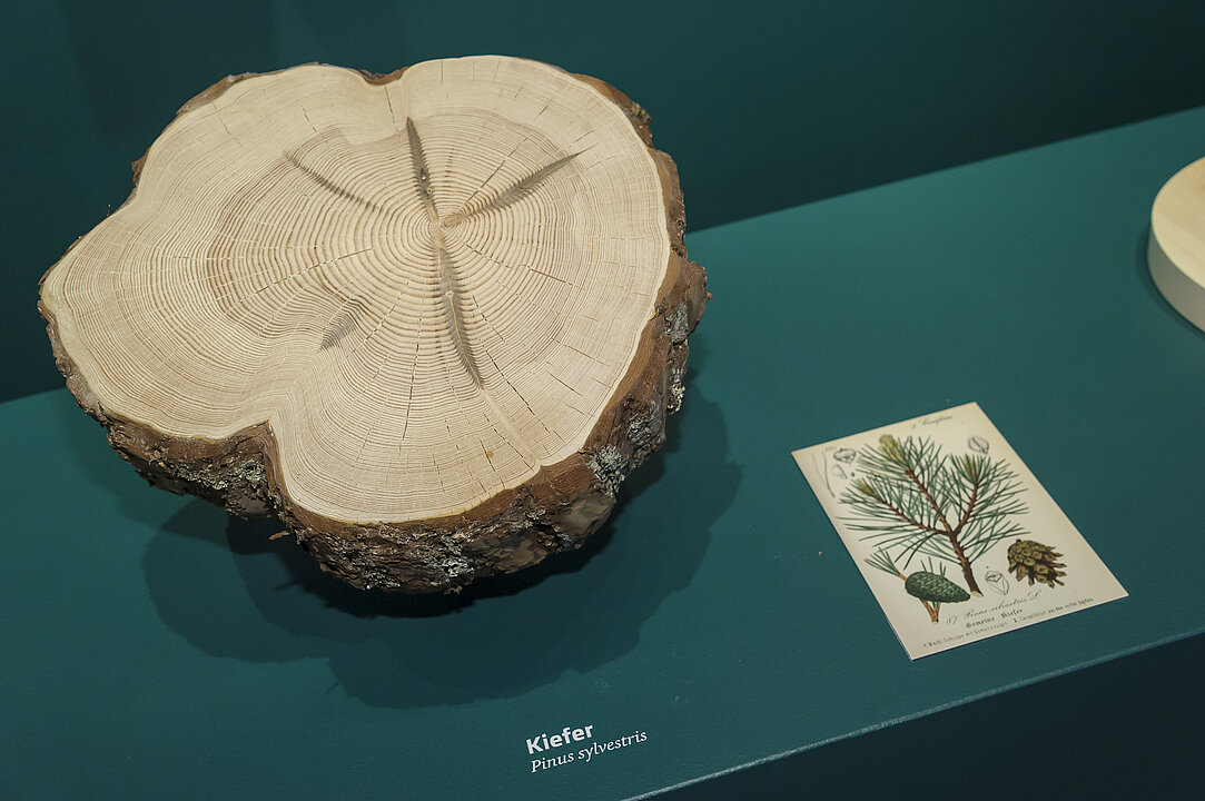 Ein Querschnitt von einem Kiefer-Baumstamm liegt in einer Vitrine.