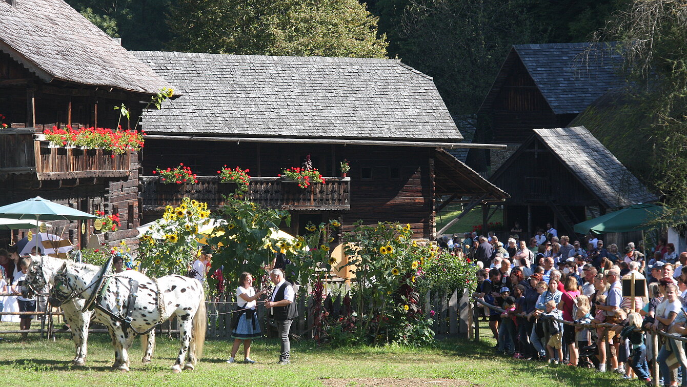 Feldarbeit mit dem Pferd