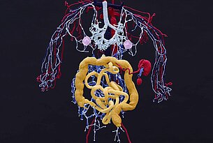 Knitted Anatomy