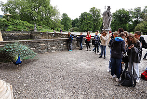 Schau, schau - ein Pfau!