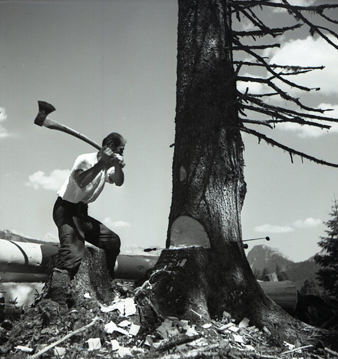 Schwarz-weiß Fotografie von einem Mann, der eine Axt über den Kopf schwingt und auf einen Nadelbaum einschlägt.