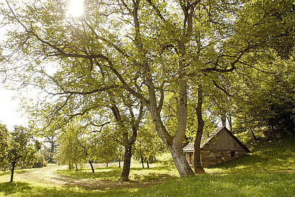 View Schenkkellergarten in Schloss Stainz.
