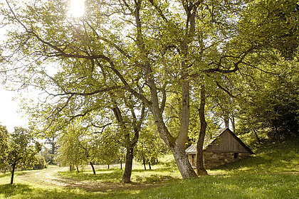 Ansicht Schenkkellergarten im Schloss Stainz.