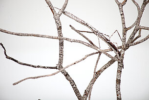 Nature museums: what’s the point?