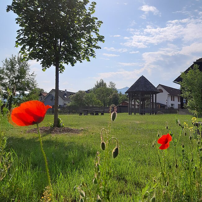 blühender Mohn auf Wiese beim Rosegger-Museum