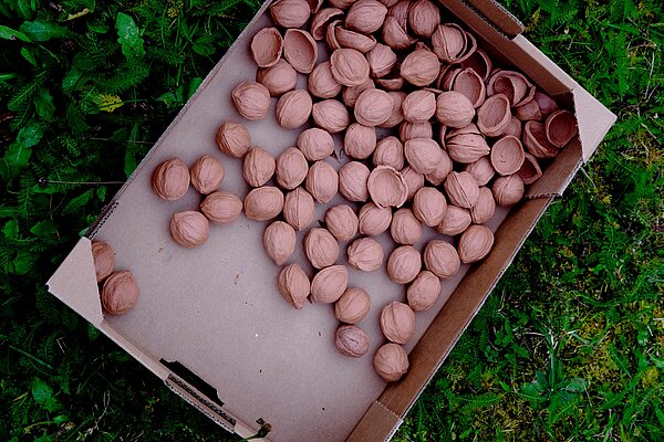 Nüsse in einer Box auf grünem Hintergrund