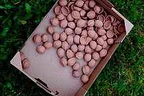 Nüsse in einer Box auf grünem Hintergrund