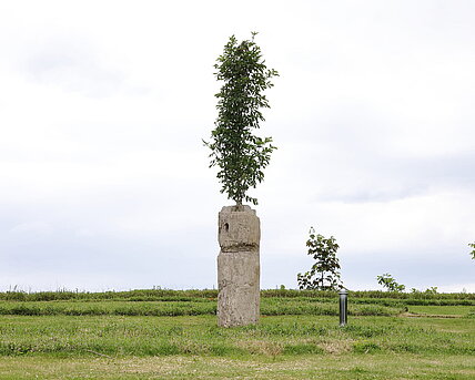 Das Kunstwerk besteht einerseites aus einem Jahrmillionen alten versteinerten Baumstamm, aus dem eine junge Manna-Esche wächst. Andererseits ist in nächster Nähe eine Zeitkapsel vergraben, in der der Künstler eine Botschaft für zukünftige Generationen konserviert hat.