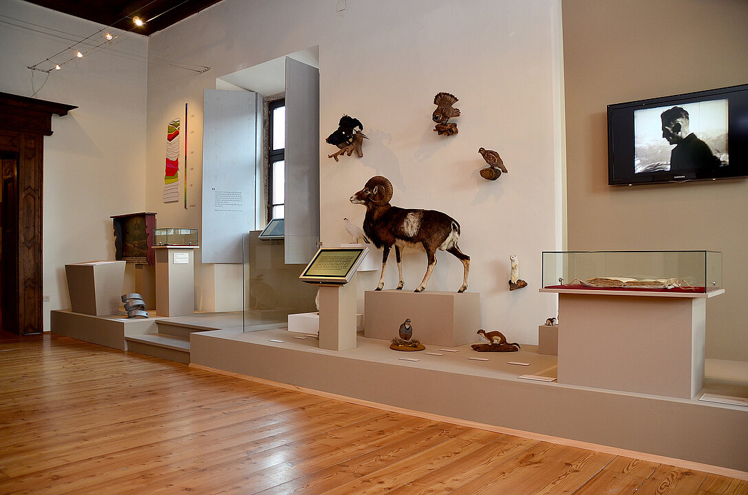 In einem Ausstellungsraum steht auf einem Sockel ein ausgestopfter Steinbock und Vitrinen. An der Wand hängt ein Bildschirm.