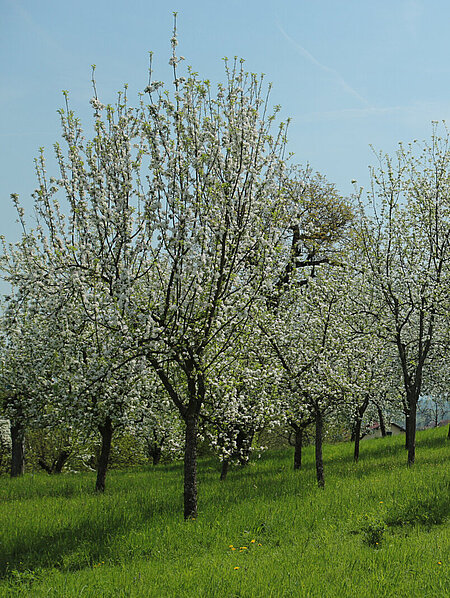 Blühende Apfelbäume auf Wiese neben Schloss Stainz