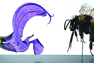 Vom Flirt zur Frucht – wie Pflanzen sich Fortpflanzen