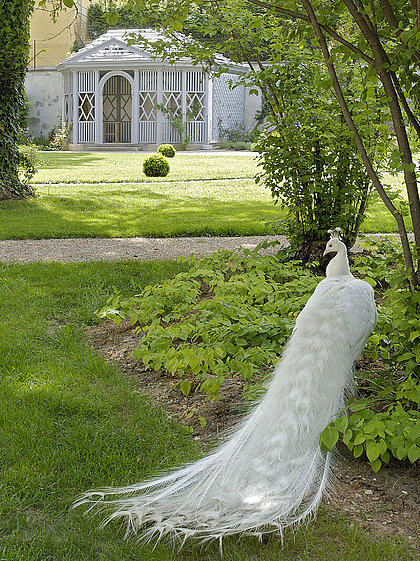 Ein weißer Pfau steht im Herrschaftsgartel vor dem Salettl im Park des Schloss Eggenberg.
