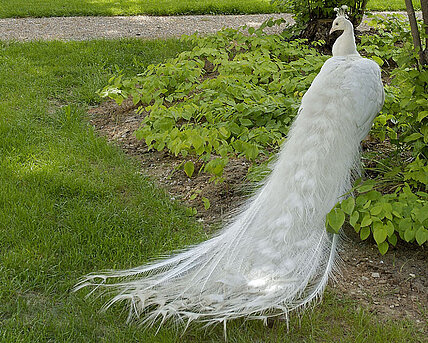 Ein weißer Pfau steht im Herrschaftsgartel vor dem Salettl im Park des Schloss Eggenberg.