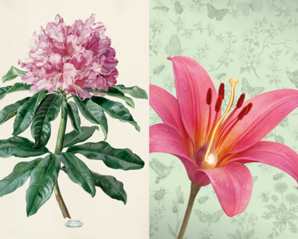 Analytical Beauty & Flower Sex