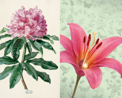 Analytische Schönheit & Blümchensex