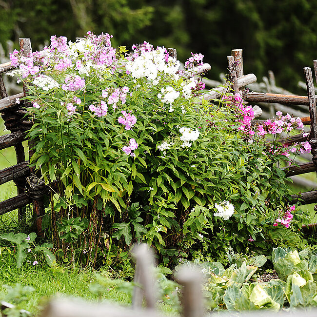 Weiß und rosa blühender Phlox im Garten des Geburtshauses, dahinter Bänderzaun.