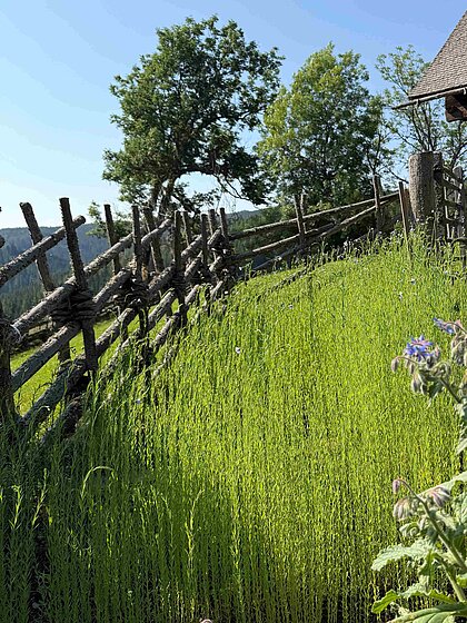 Hoher Lein im Garten des Geburtshauses. 