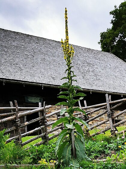 Blühende Königskerze im Garten des Geburtshauses, dahinter Bänderzaun.