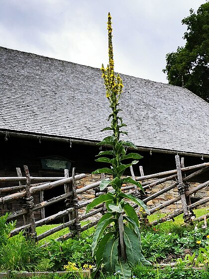 Flowering mullein, the birthplace in the background.