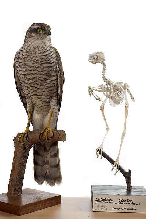 Foto von einem ausgestopften grau weißen Raubvogel. Daneben steht das Skelett eines gleichen Vogels.