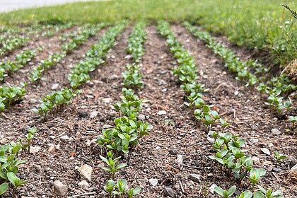 Kleine grüne Leinpflanzen auf einem Gartenbeet.