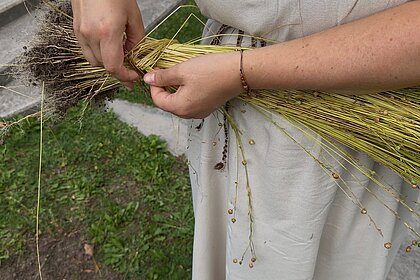 Der Flachs wird gebündelt.