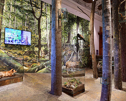 View of a room. In the room are erected tree trunks between them are showcases with animals, for example, a lynx and a fox.
