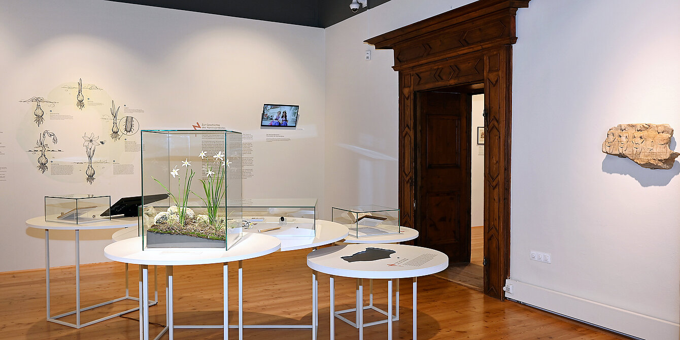 Ausstellungsansicht: Fünf runde, helle Podeste präsentieren Objekte. Im Vordergrund steht ein Präparat einer Sternnarzisse. An der Wand befinden sich eine schematische Darstellung des Lebenszyklus einer Narzisse sowie ein Monitor mit einem Foto des Narzissenfestes. 