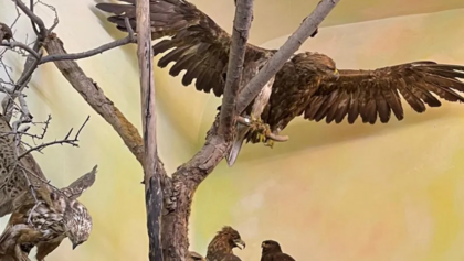 Dreharbeiten für "Wer bist du: Steiermark?" Naturmuseum Neuberg – Sammlung Schliefsteiner