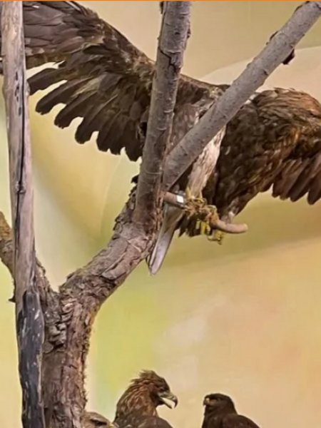 Dreharbeiten für "Wer bist du: Steiermark?" Naturmuseum Neuberg – Sammlung Schliefsteiner