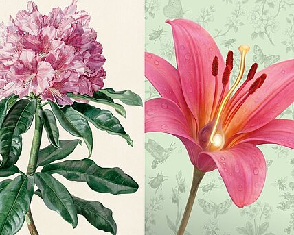 Analytical Beauty & Flower Sex