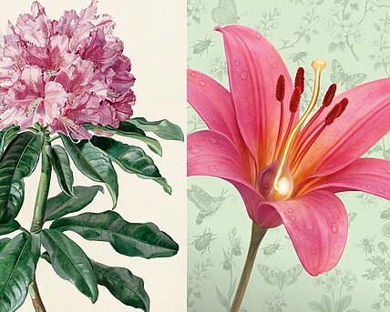 Analytische Schönheit & Blümchensex