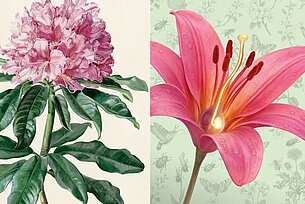 Analytical Beauty & Flower Sex