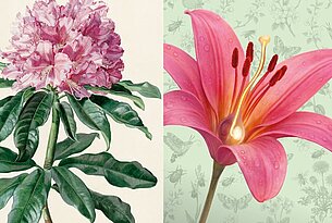 Analytische Schönheit & Blümchensex